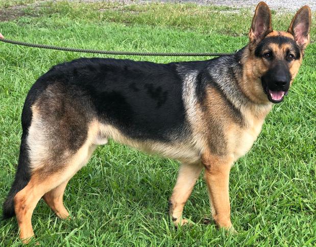 Images Space Coast Mobile Dog Grooming