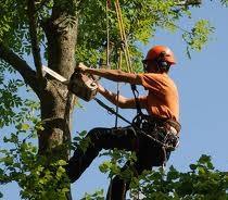 Images EW Tree Services