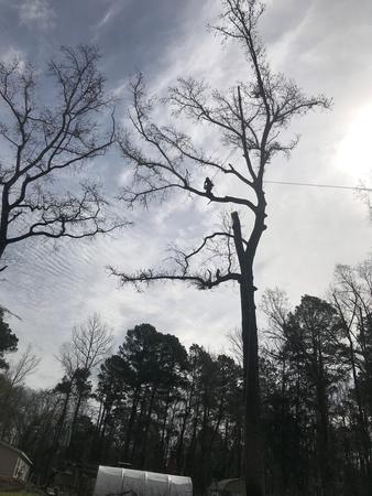 Images All About Trees