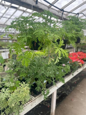 Images Puritas Nursery & Garden Center
