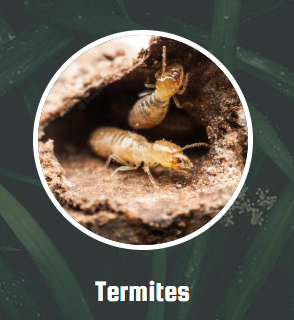 All National Termite & Pest Control uses the latest termite control procedures. We begin with a professional inspection, then move on to perimeter treatments, and advanced baiting processes. It is vital when exterminating termites to use a multi-faceted approach. Our two main methods are bait stations and treating the home. Both work together to prevent and eradicate your termite infestation.