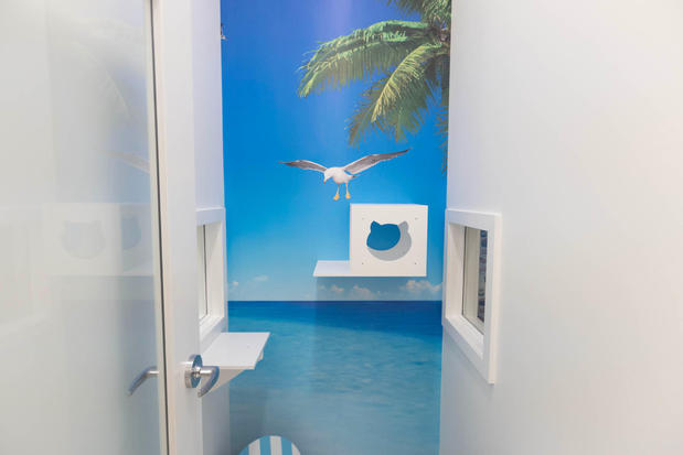 Images Cozy Cat Suites
