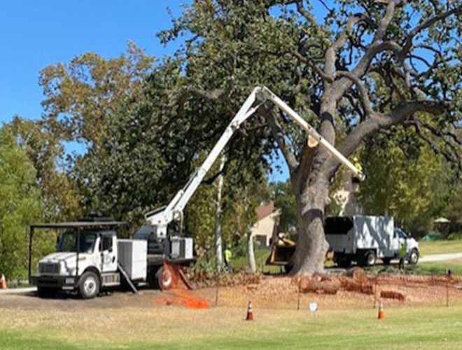Images Newbury Park Tree Service