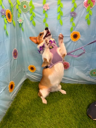 Images VCA Fleming Island Animal Hospital
