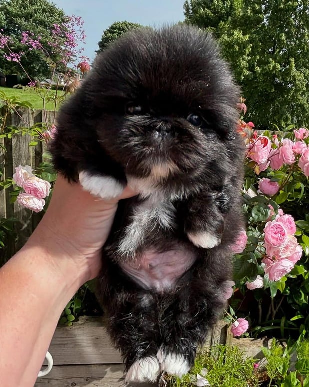 Images Puppies For Sale