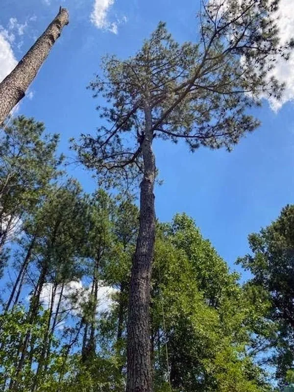 Images Smiths Tree Service