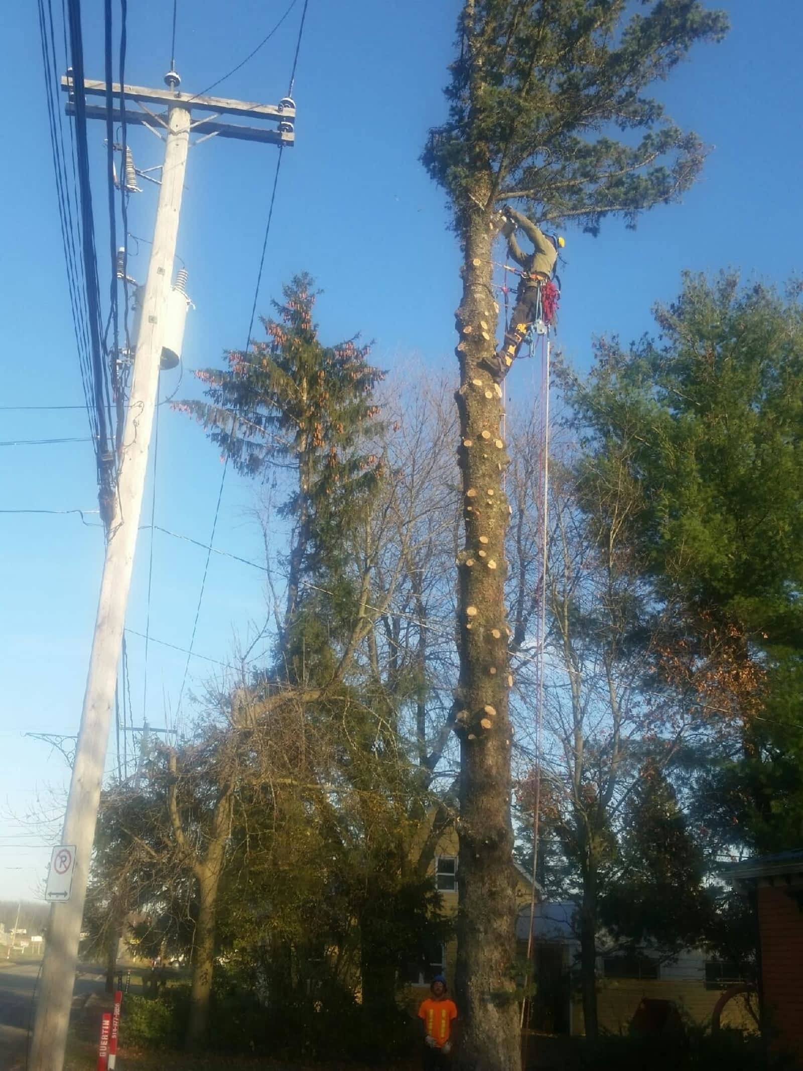 Images Canopée Service d'Arboriculture
