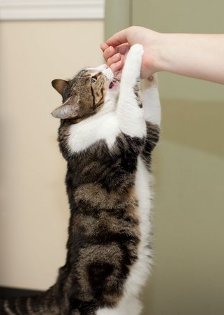 Images VCA Bellevue Veterinary Hospital