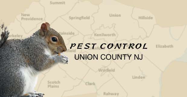 Images NJ Pest Control