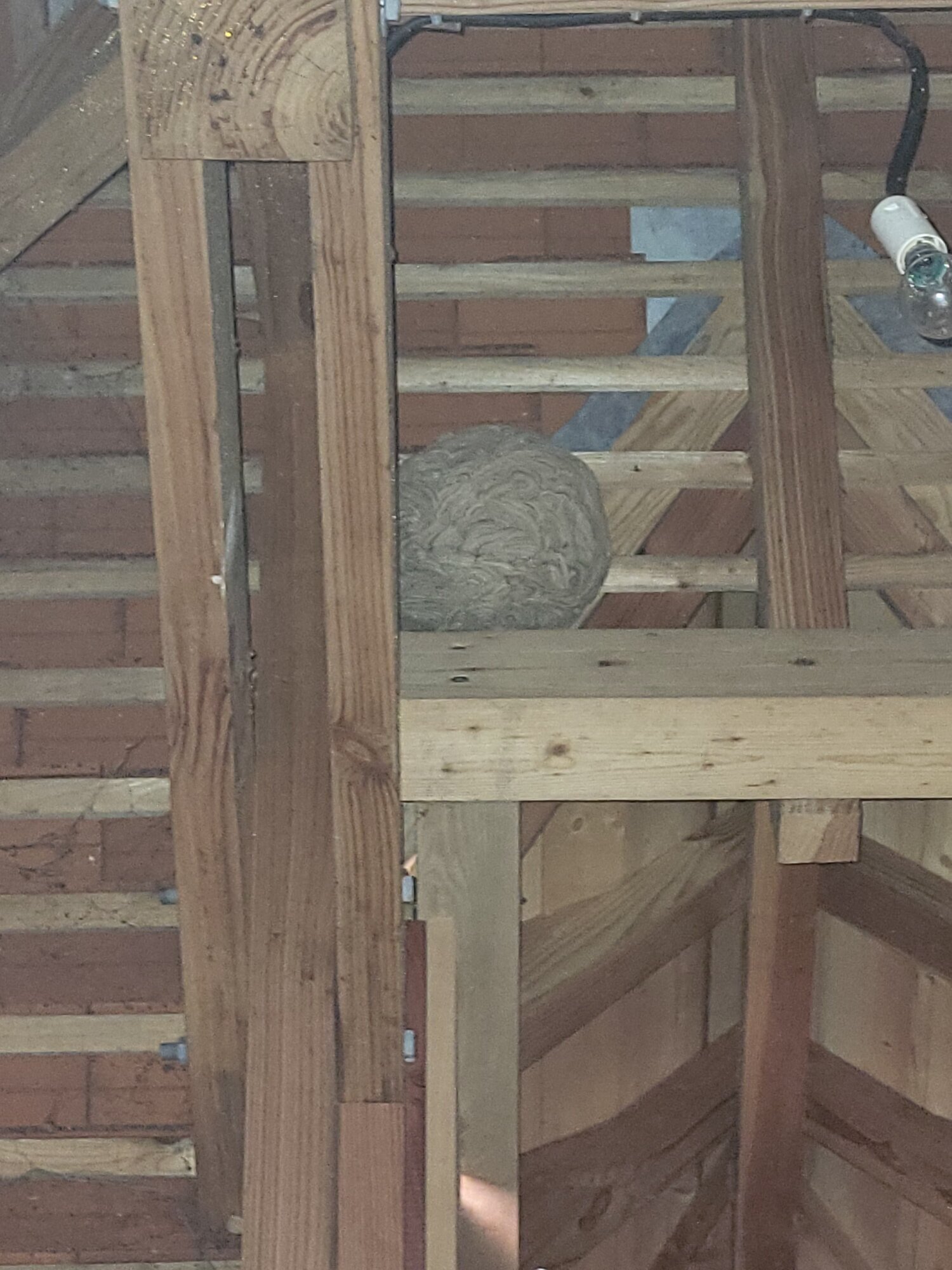 Images CLG Nuisibles-Guêpes-Frelons