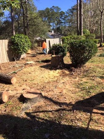 Images Tree Tech of Louisiana