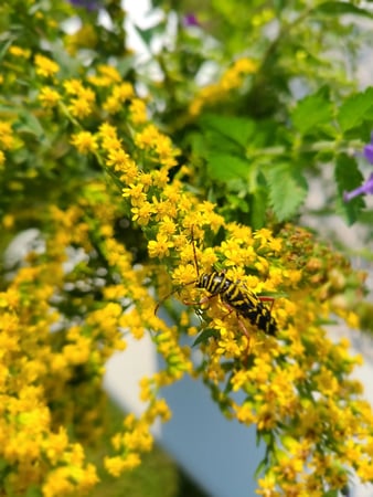 Images Green Planet Pest Control, Inc