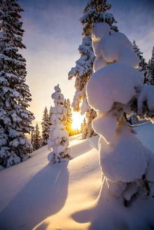 Images MOLLIE Aspen