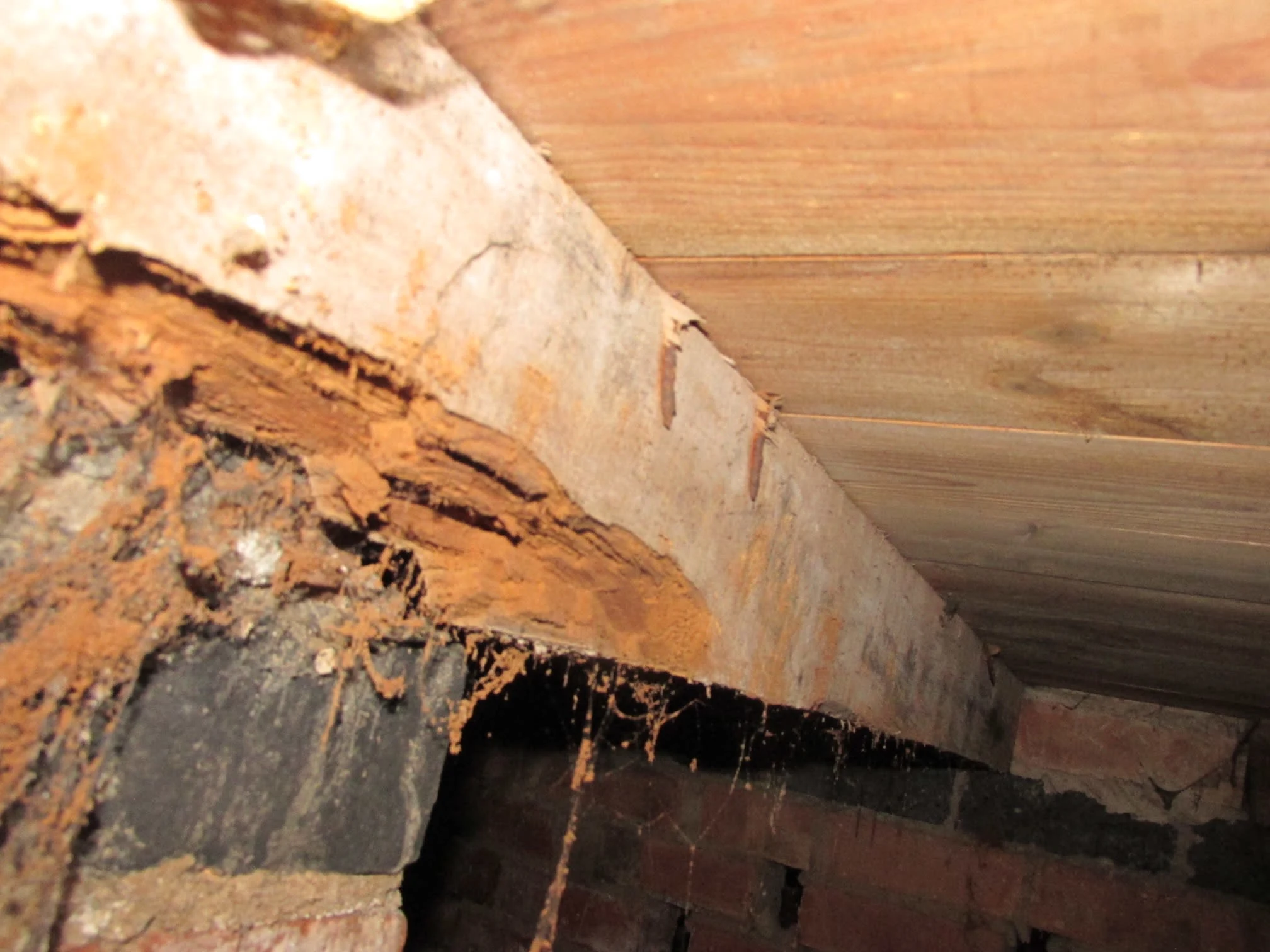 Images Damp Detectives