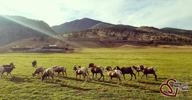 Images Sylvan Dale Guest Ranch & Wedding Venue