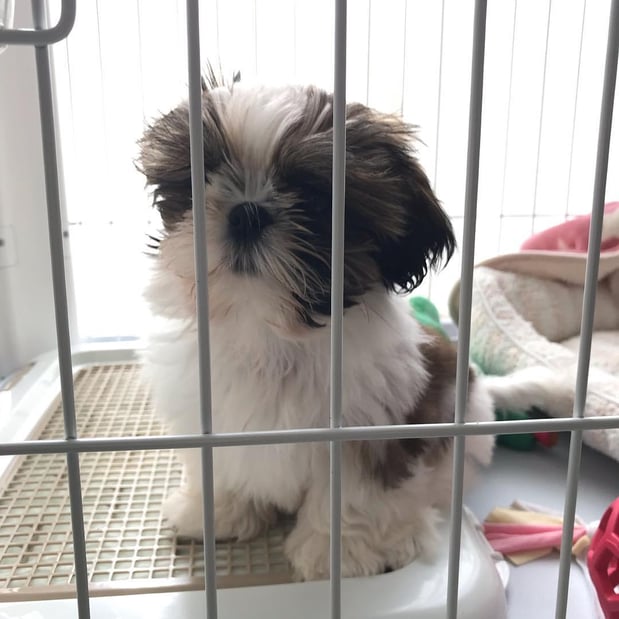 Images Puppies For Sale