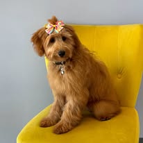 Lux Fur Pet Salon Image