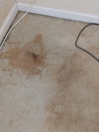 Images Purifications Carpet Cleaning