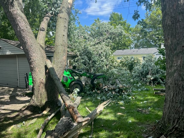 Images Clean Cut Tree Experts