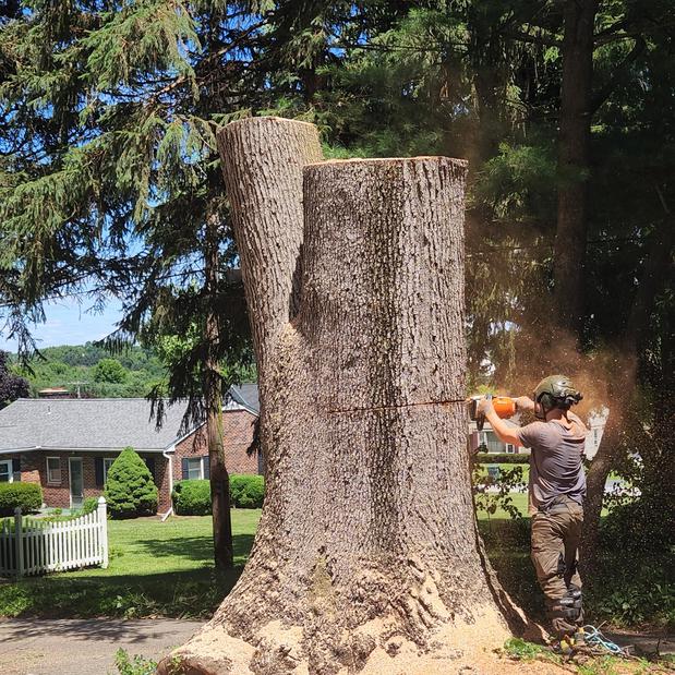Images Upland Timber Tree Service