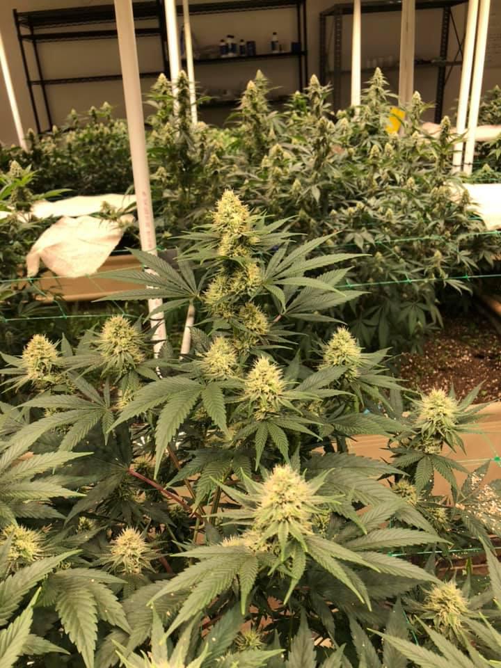 Native Harvest Dispensary Photo