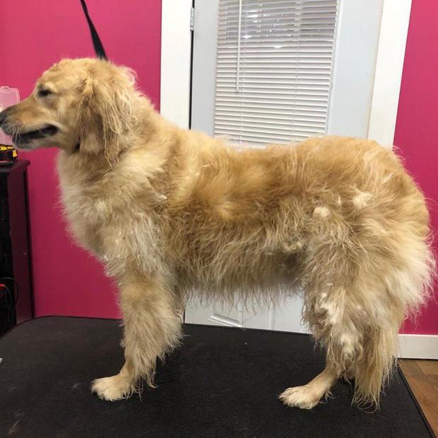 Images Woof Gang Bakery & Grooming Sarasota