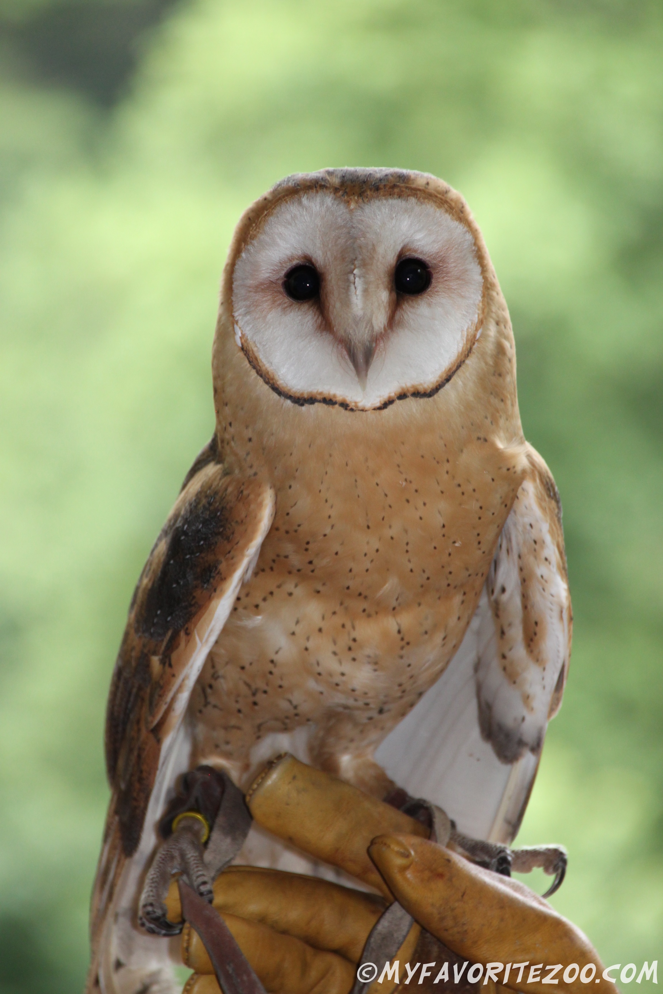 North georgia zoo coupons