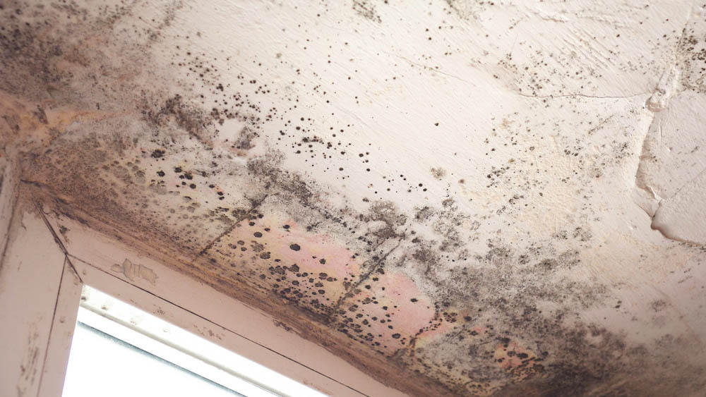 SERVPRO of Ozone Park/Jamaica Bay is able to help with any size mold damage project in Ozone Park, NY. If you have any questions, do not hesitate to reach out to us at anytime. We are always here to help! 
