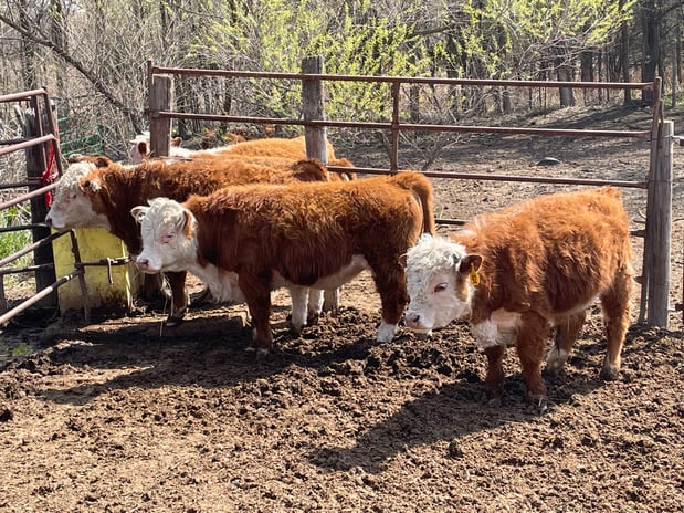 Images KP Ranch