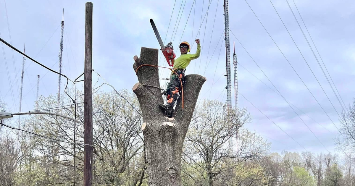 Tree Removal in Ambler, PA