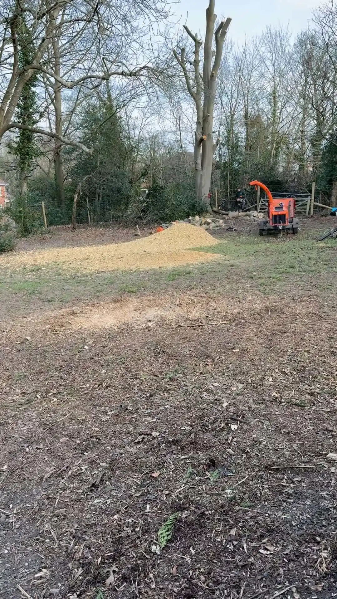 Images Arborist Tree Surgeons