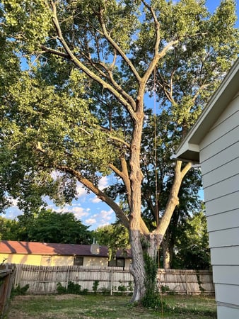 Images ICT Tree Service