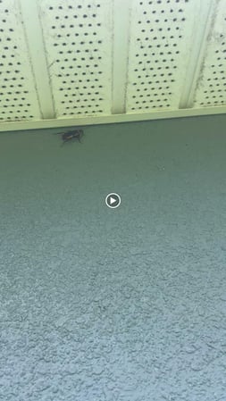Images Organa Pest Control
