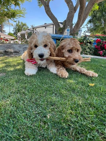 Images Country Club Labradoodles