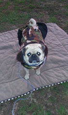 Peacemaker Dog Training Image