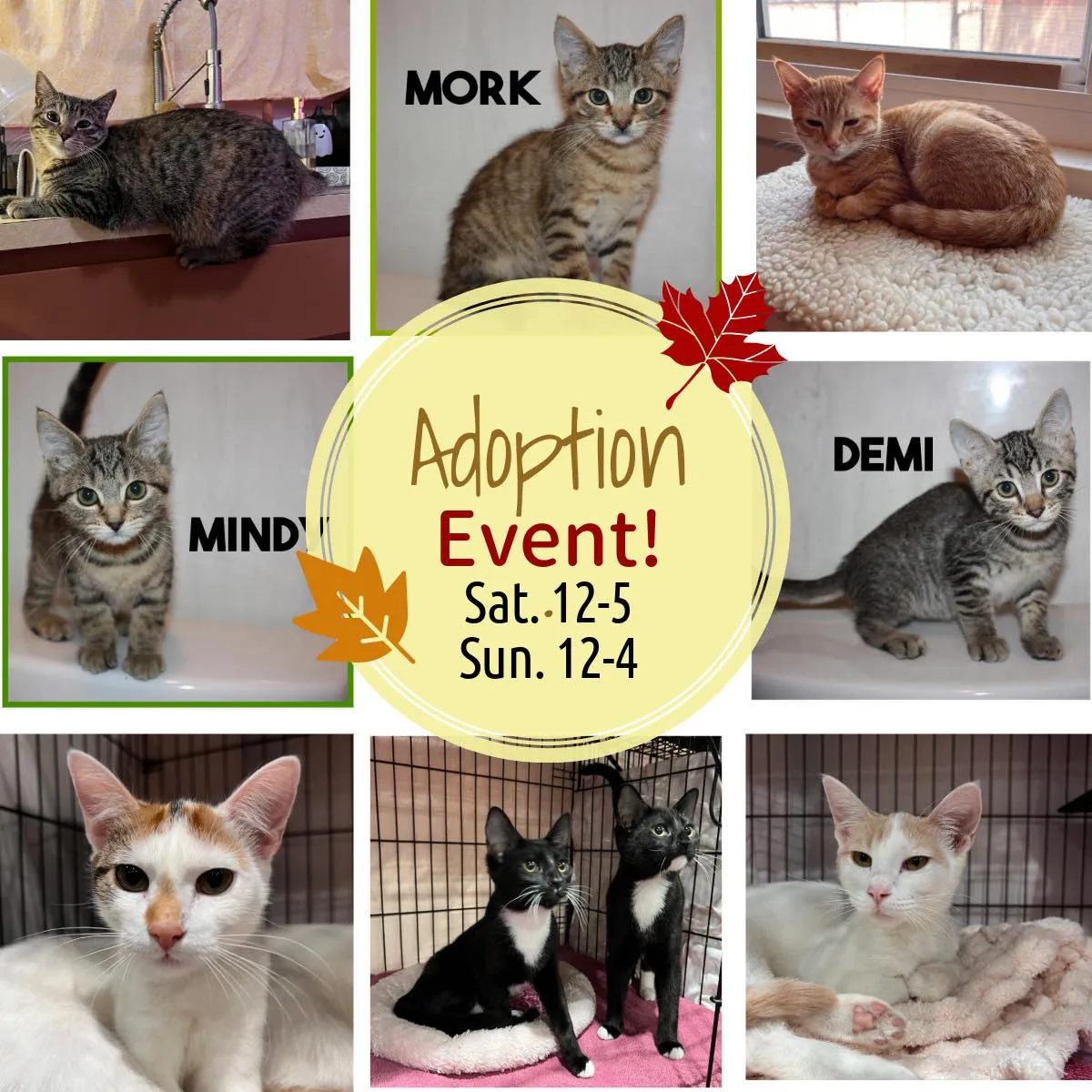 Adoption Day At Boofy's Kat Kastle Suites (Cutler Store) Boofy's Best