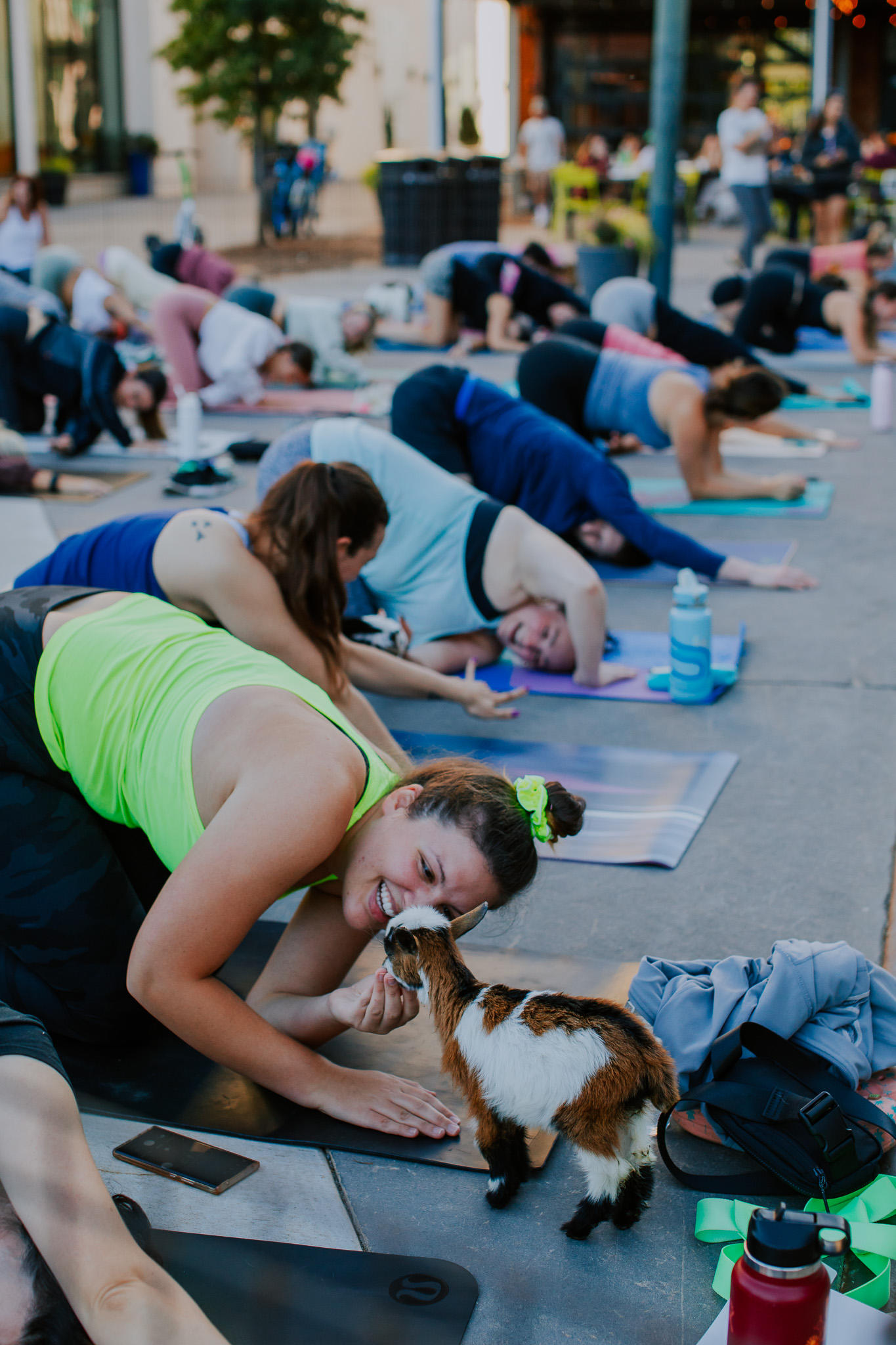 goat yoga