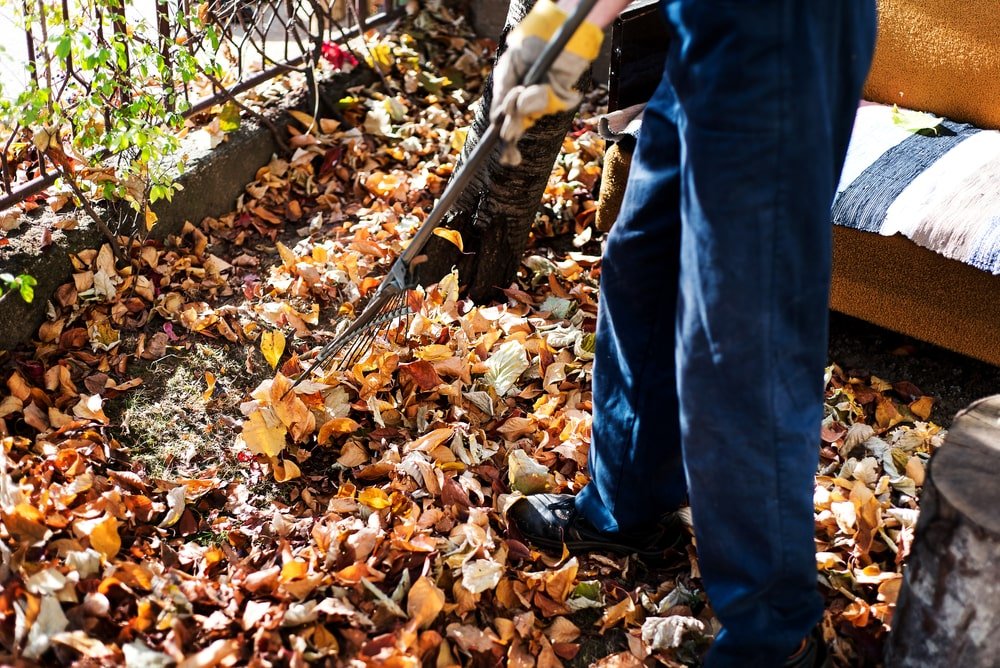 Plan a Fall Clean Up