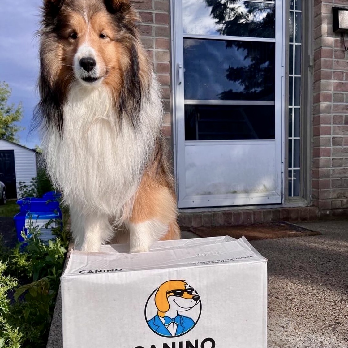 Images Canino
