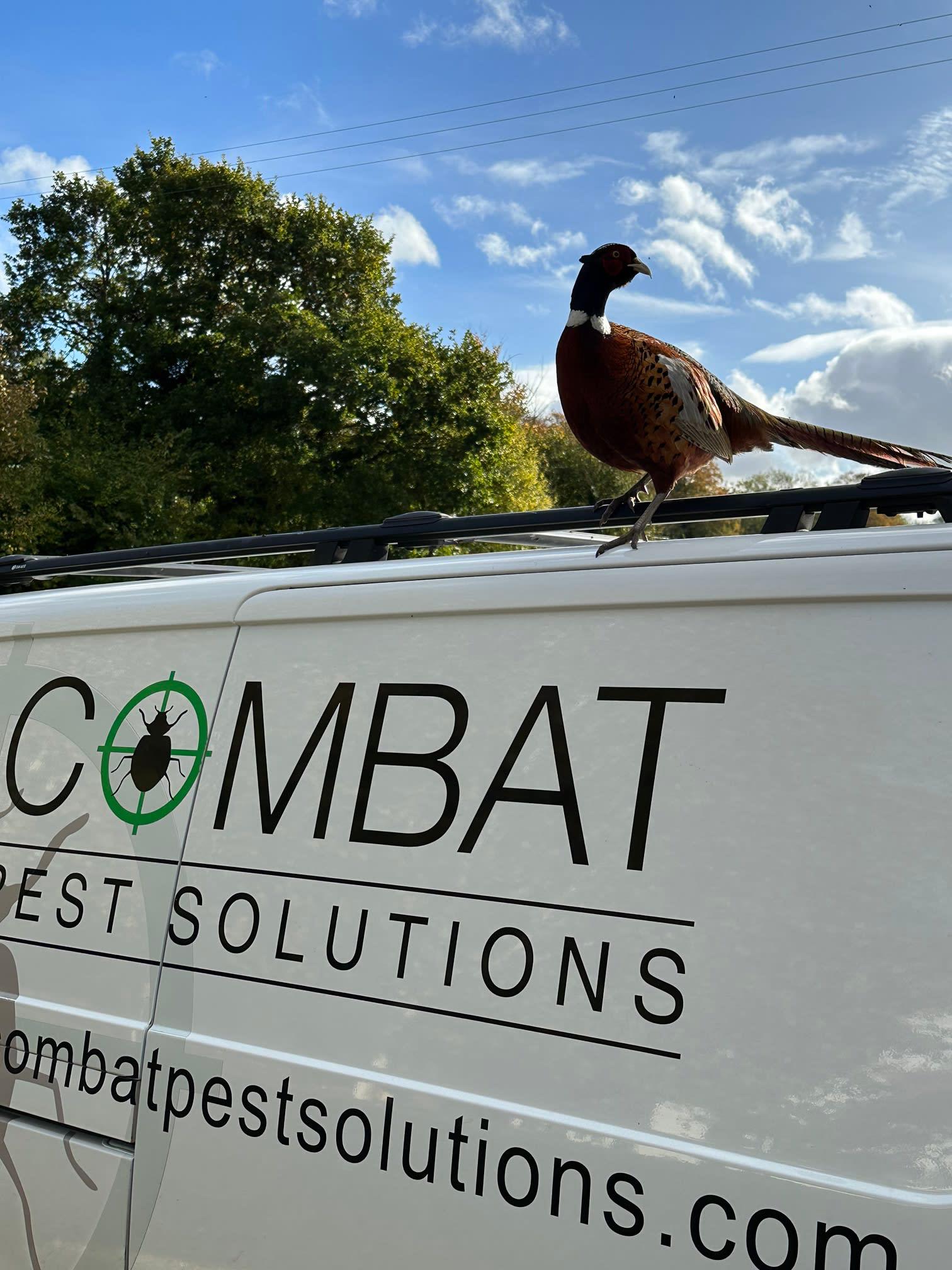 Images Combat Pest Solutions Ltd
