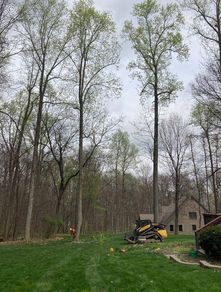 A person in an orange vest and helmet is working near a tree trunk. Next to the tree is a yellow skid steer loader. In the background, a large brick house with a dark roof is visible, surrounded by trees. The ground is covered in green grass. The sky is overcast and gray.