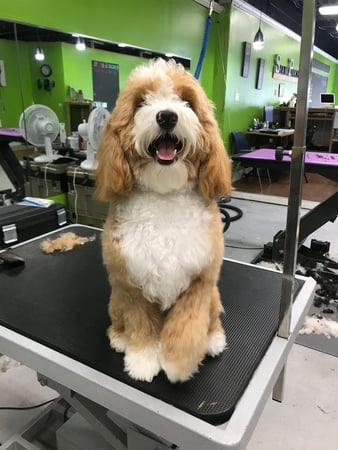 Images Shampooch