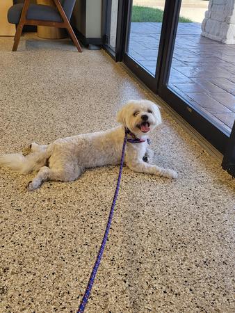 Images Well Groomed Pets McAllen