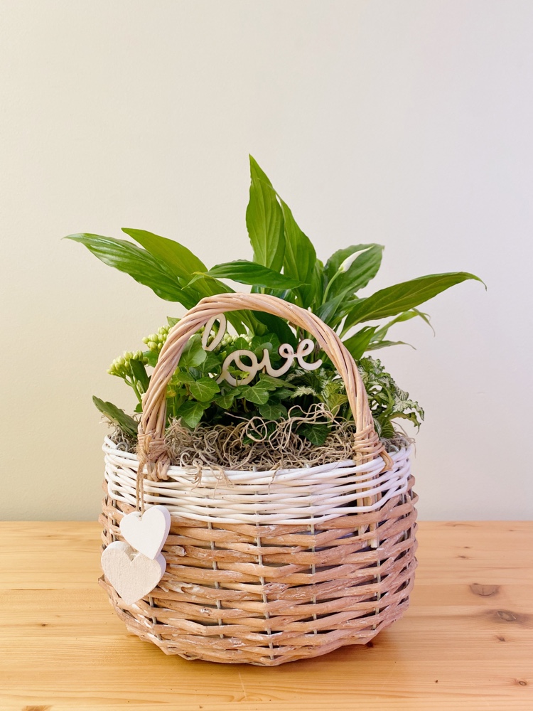 Images Bancells Floristes