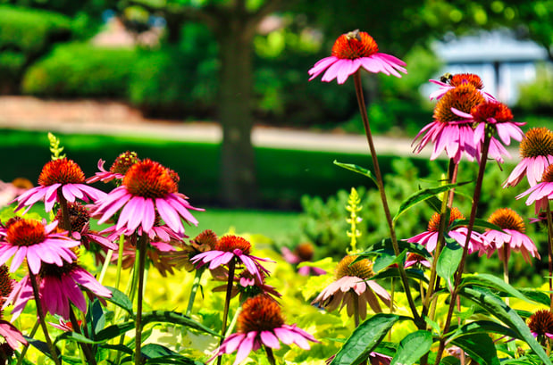 Images Oakwood Lawn & Landscaping
