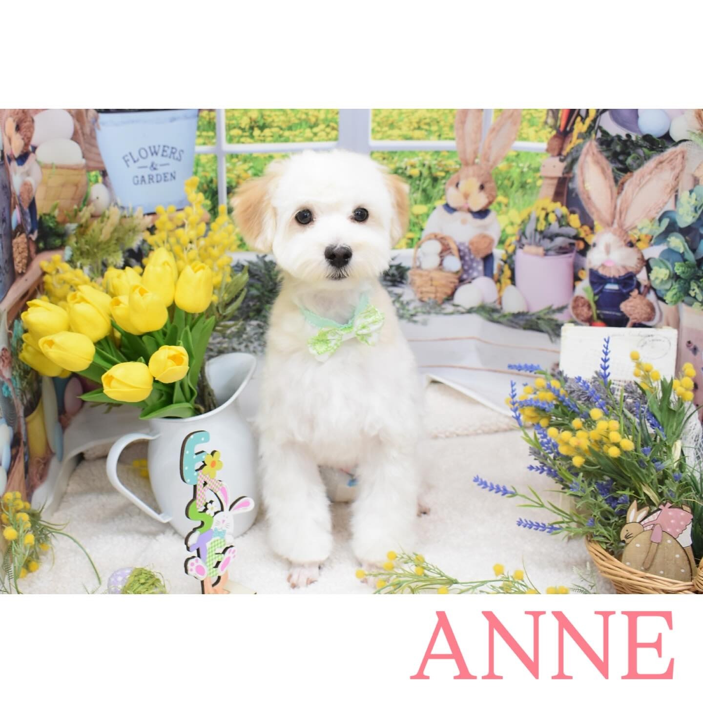 Images わんわんスタイルANNE