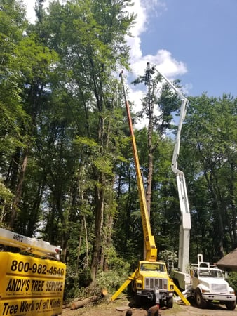Images Andy's Tree Service