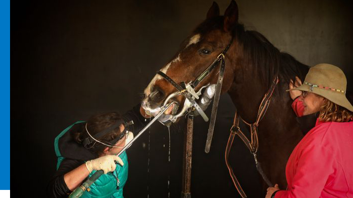 Images Murray Valley Equine Dental Vet