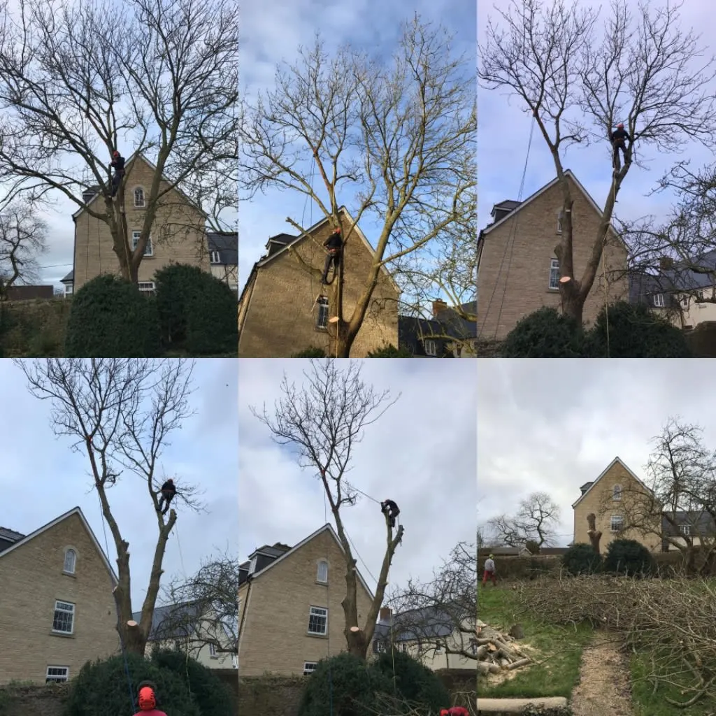 Images Wincanton Tree Care