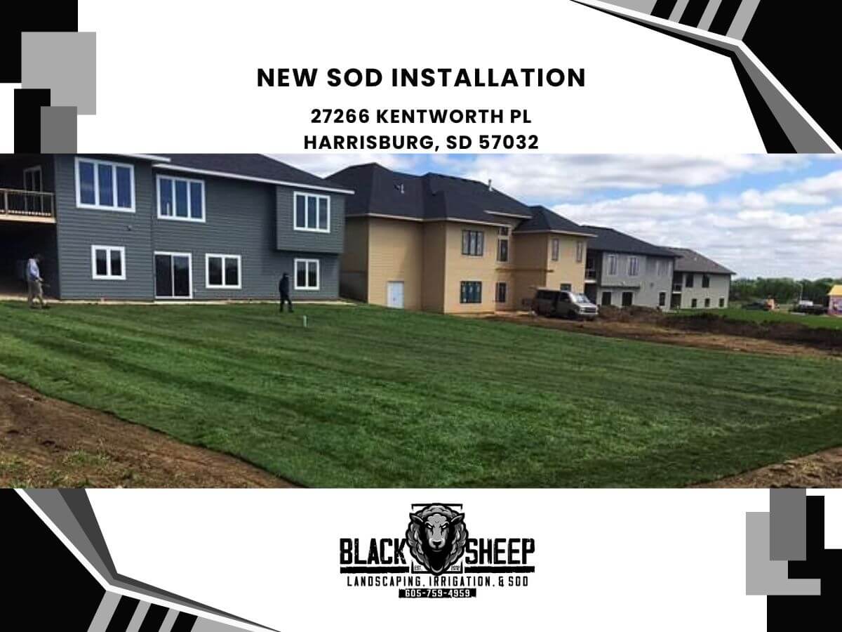 Black Sheep Landscape Image